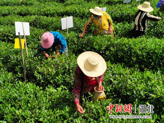 恩施市沙地乡举办“疫后重振.消费扶贫”茶叶采摘节