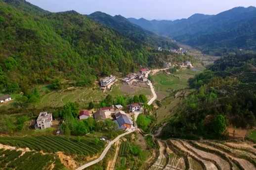 浠水“雀山茶”，小茶厂也要做大理想 