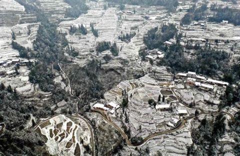 恩施：雪润茶园