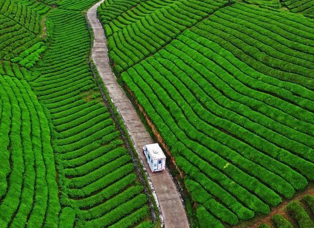 湖北最美茶园，人少景美拍照圣地