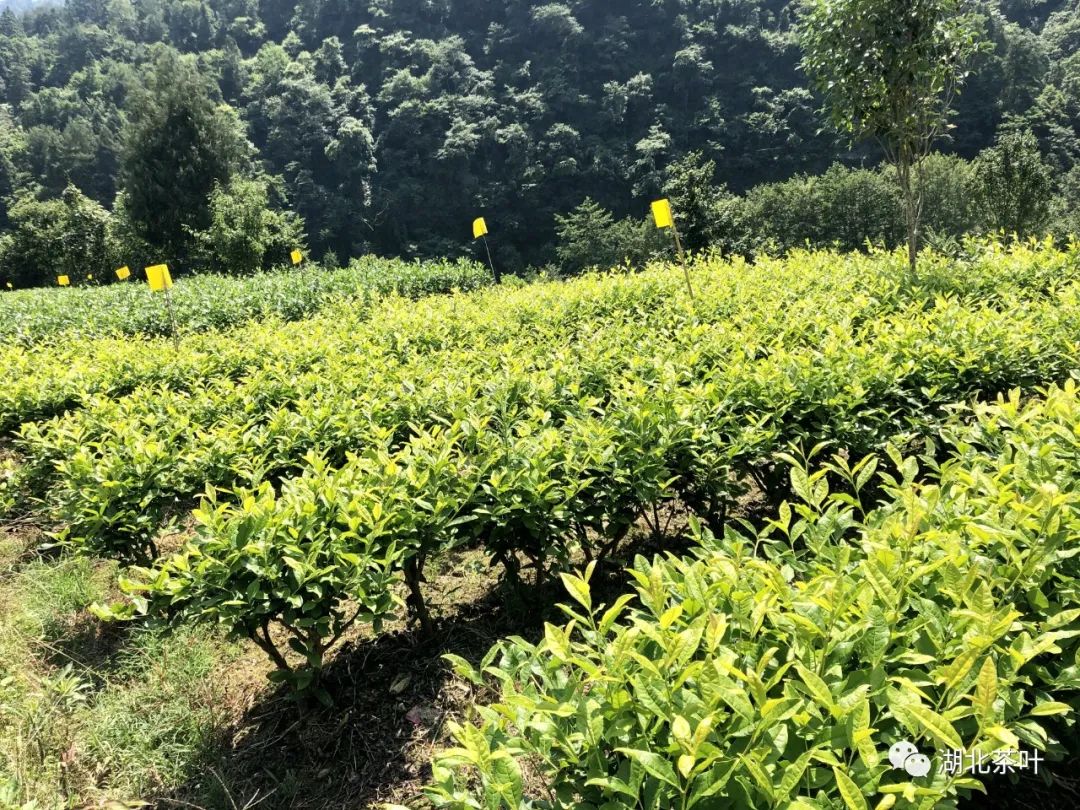 湖北茶叶网