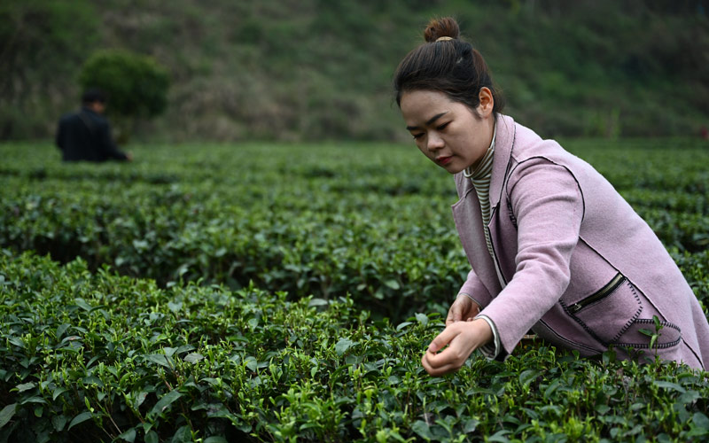 湖北茶叶网
