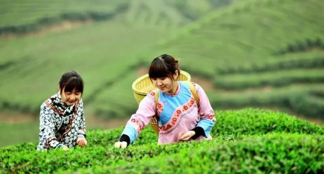 黄冈市第二届“老君眉杯”茶业职业技能大赛