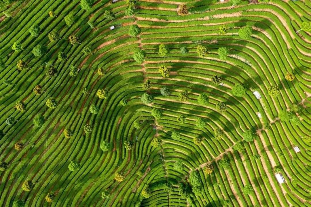 陕西：从“春茶一季”到“四时丰收”