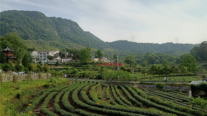 湖北茶叶网拍摄龟峰山茶园