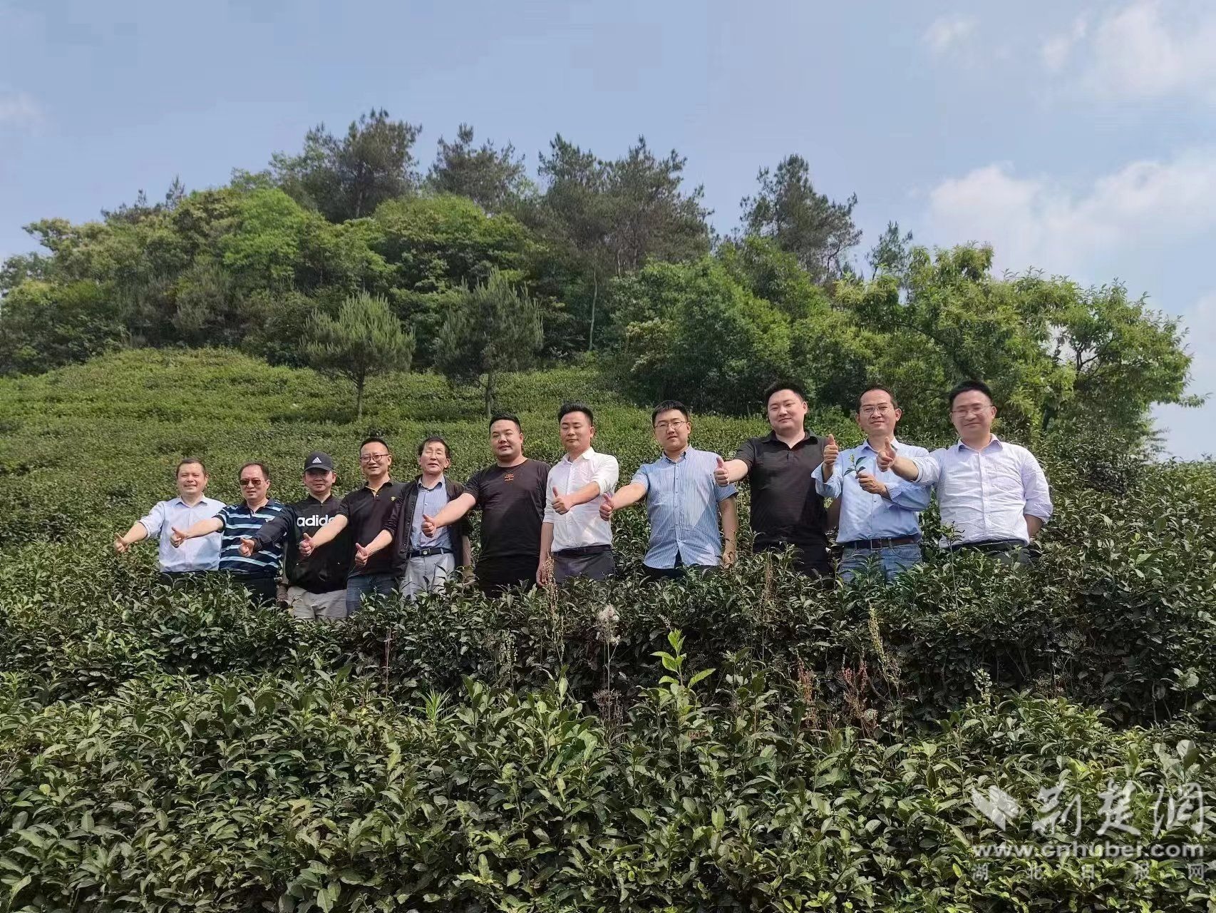 湖北茶叶网消息