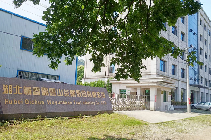 湖北茶叶网考察蕲春雾云山茶厂