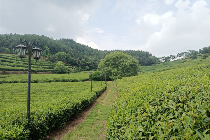 湖北茶叶网考察蕲春雾云山茶厂