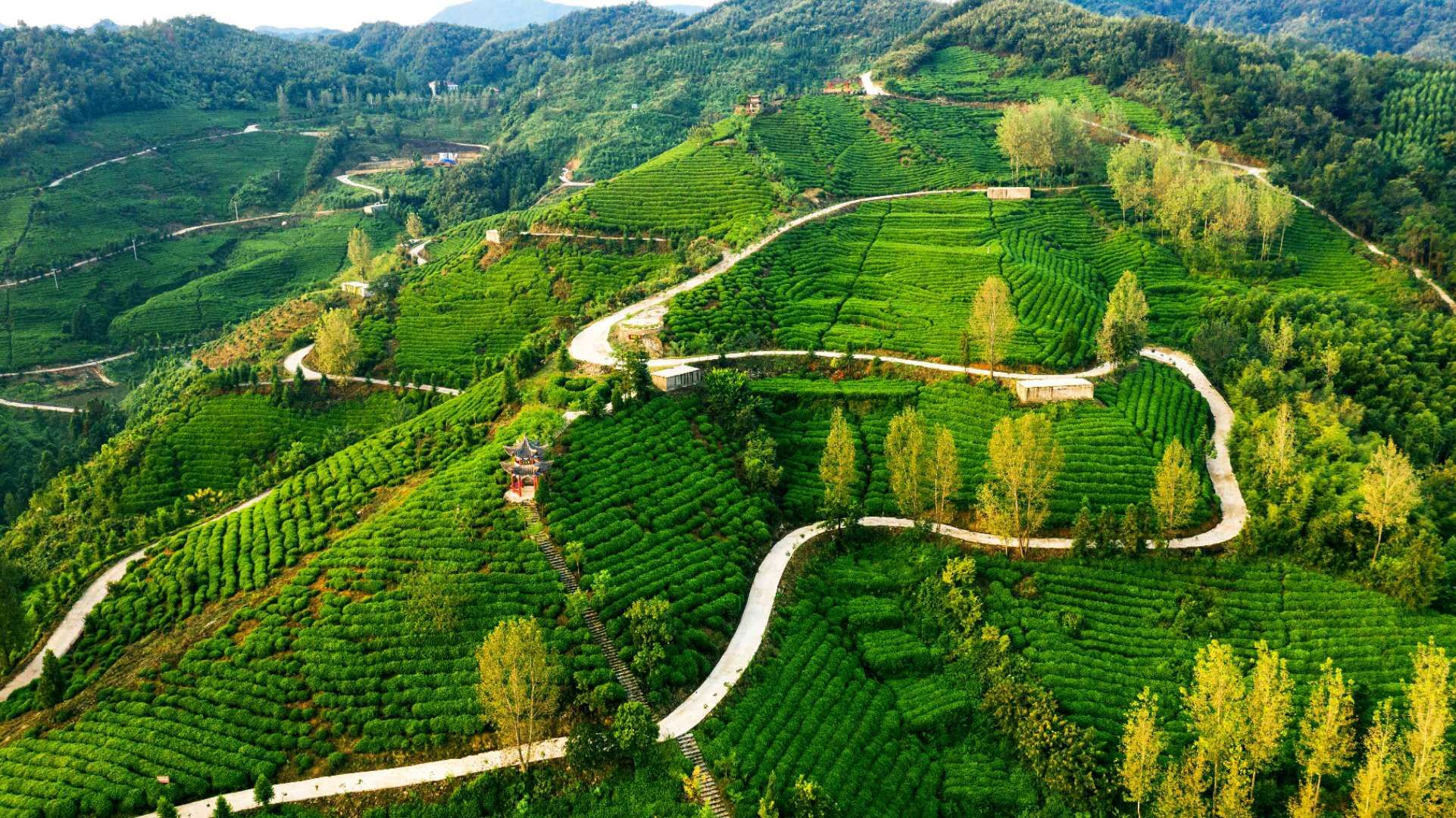 湖北玉皇剑茶业有限公司茶公园