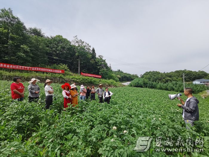 马铃薯所专家在田间开展马铃薯病虫草害绿色防控实践活动。