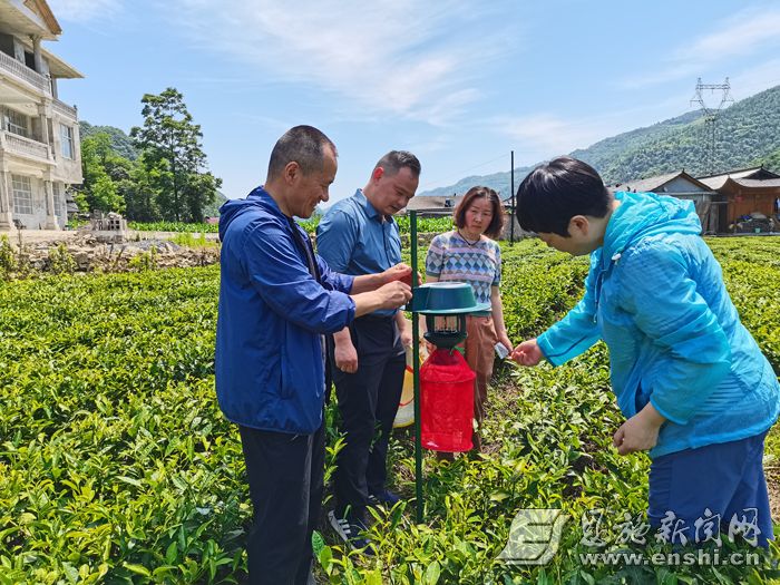茶叶专家在田间指导安装杀虫设备。