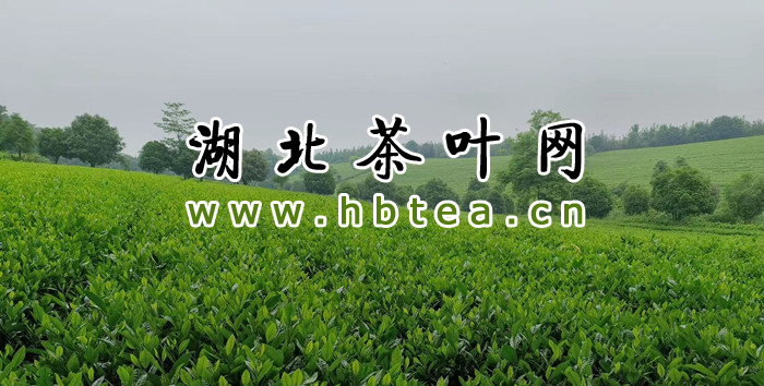 320吨茶叶走出国门 湖北竹山茶香飘“一带一路”