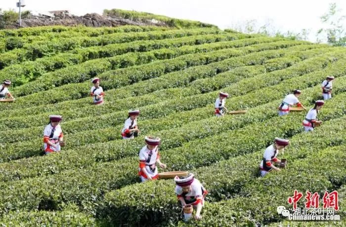 湖南张家界桑植县的白族村民在云上茶园桑植白茶银杏塔基地采摘白茶。中新社记者 杨华峰 摄