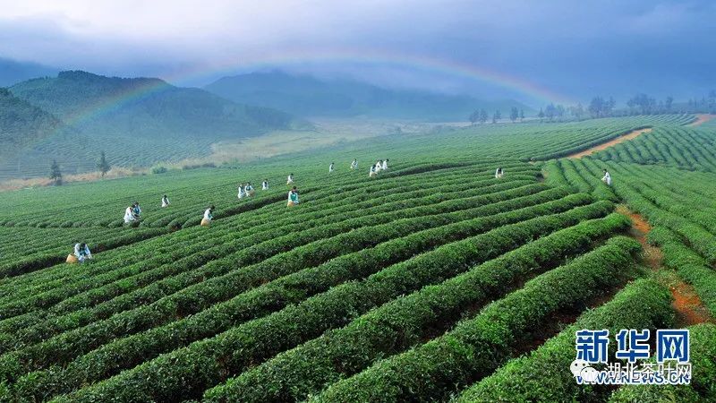 因茶而美、因茶而兴 湖北赤壁“茶旅融合”渐入佳境