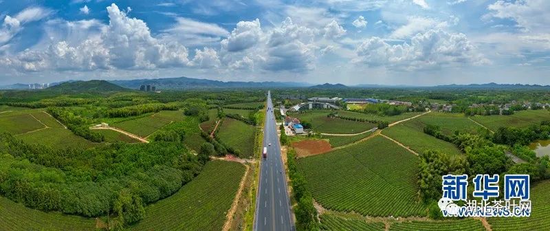 因茶而美、因茶而兴 湖北赤壁“茶旅融合”渐入佳境