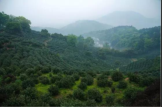 兴业银行服务民生“贷”动希望③金融“贷”动茶产业茁壮成长