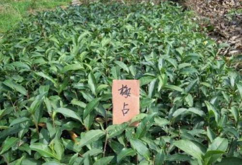 安溪芦田镇：以茶聚才 “小茶叶”变身乡村振兴“大茶业”