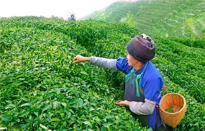 中国茶叶流通协会招聘启事