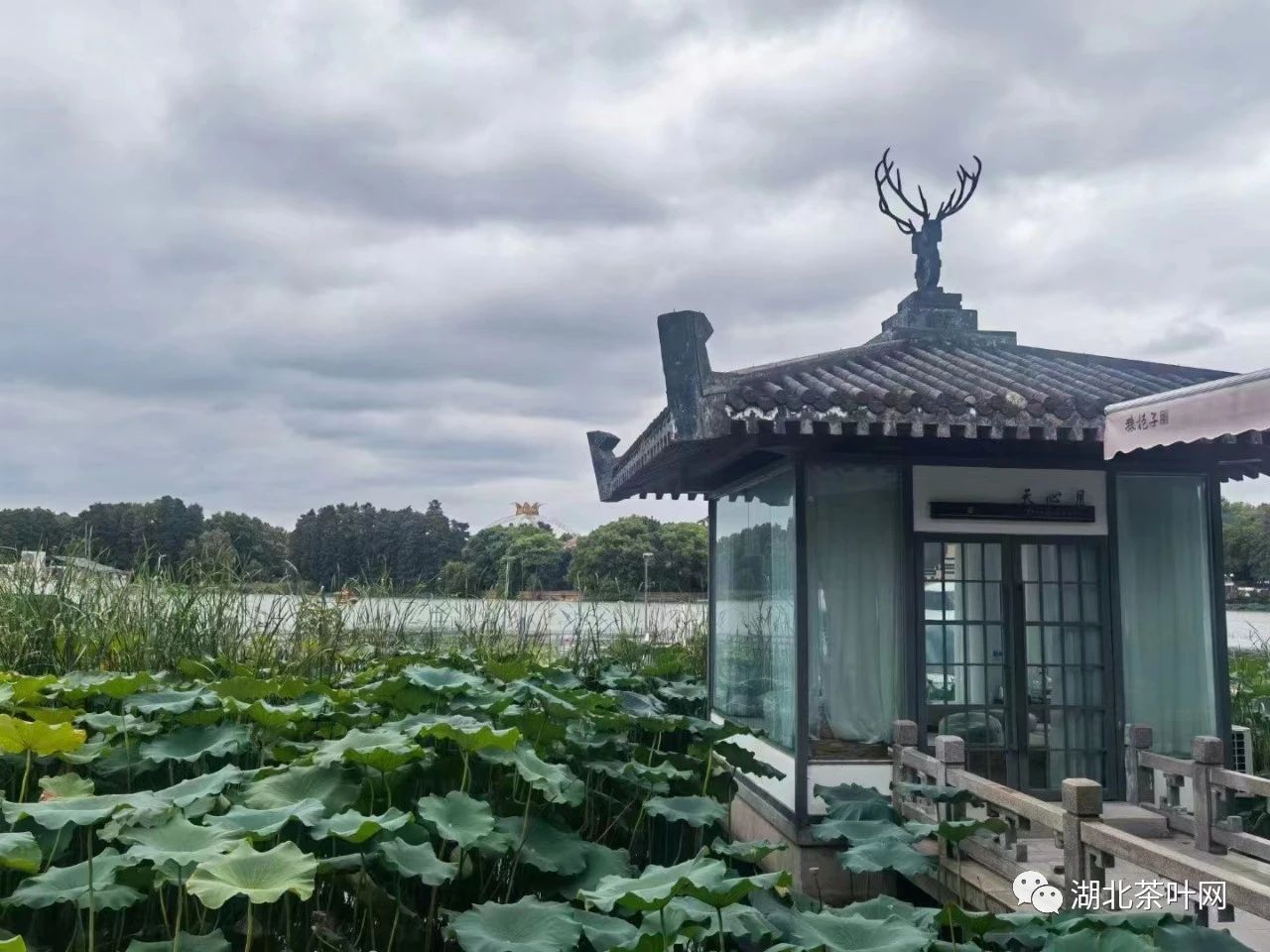 湖北茶叶网猿抱子古树茶（武昌）招贤纳士