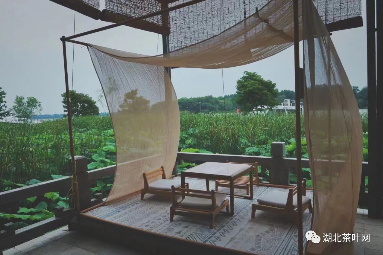 湖北茶叶网猿抱子古树茶（武昌）招贤纳士
