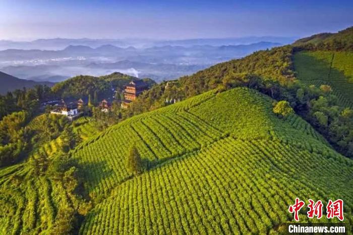 浙江杭州径山茶即将开采农户“触网”吆喝“金叶子”