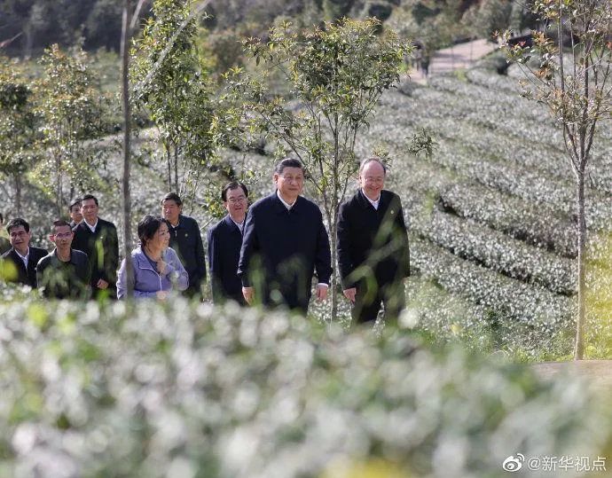 习近平：把茶文化、茶产业、茶科技这篇文章做好