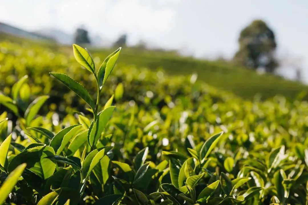 《湖北省促进茶产业发展条例》政策解读