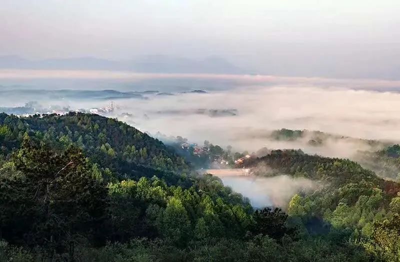 湖北省政协召开茶产业链支持政策协商会