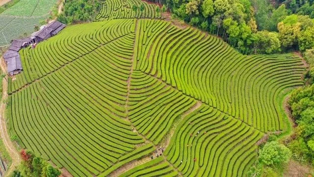 云南腾冲：茶旅融合助力乡村振兴