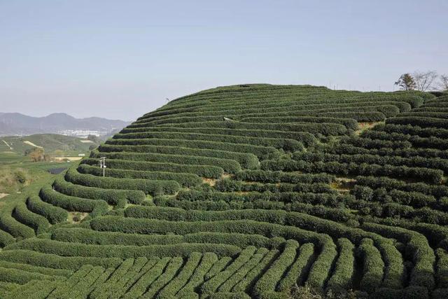 龙井赋能新茶饮，本土对接续发扬茶文化