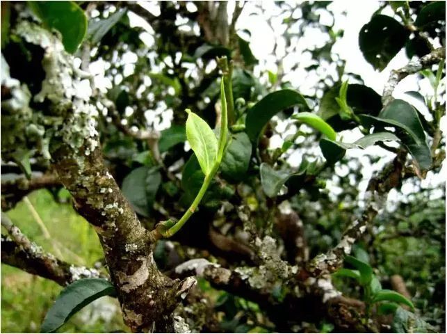 凤庆县茶产业绿色发展取得新突破