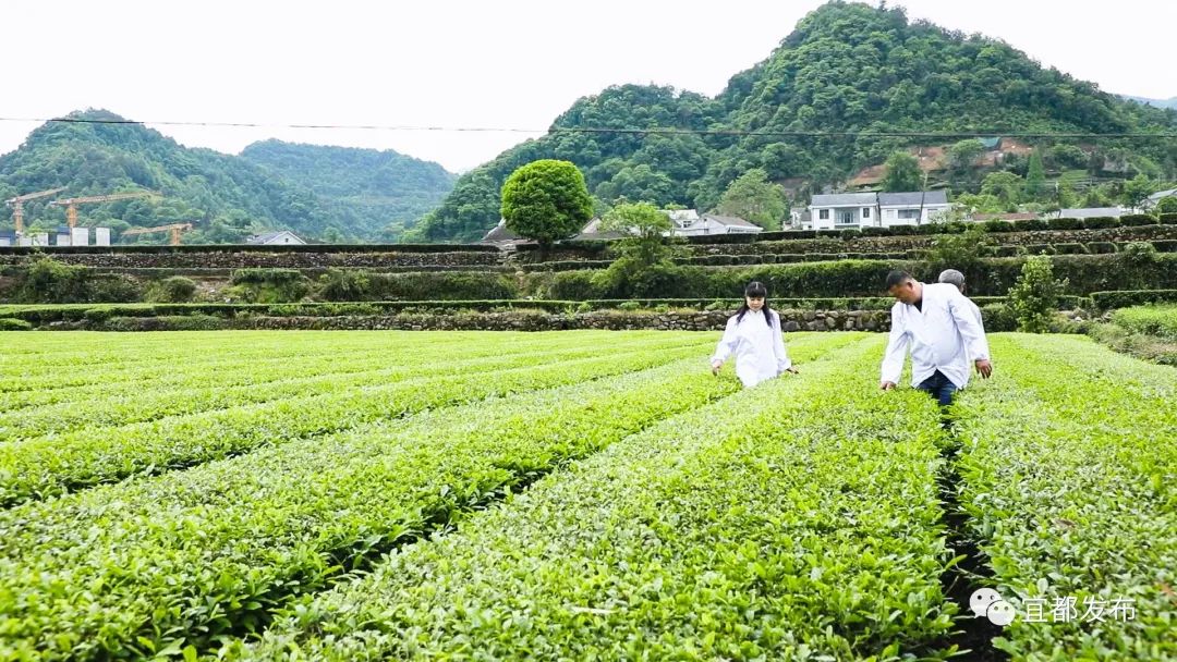 专家传经送宝 合力书写宜都“茶文章