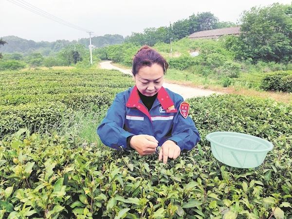 用心制作免费手工茶只为招待四方来客 大悟野茶园里迎来“采茶嫂”