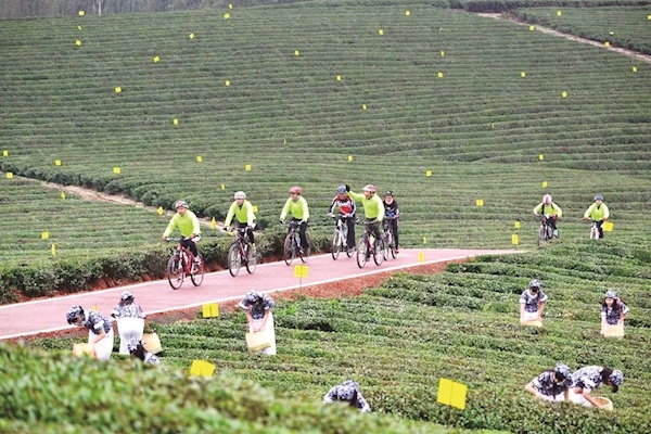 走进咸宁诗与远方品一缕茶香