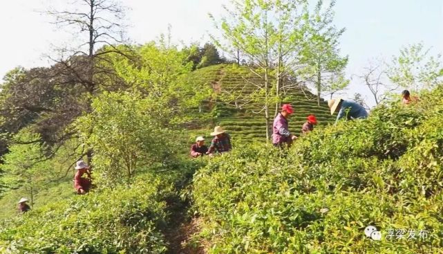 茶包装印有“浮梁茶”被移送侦查；智能制造助推潮州陶瓷产业转型……