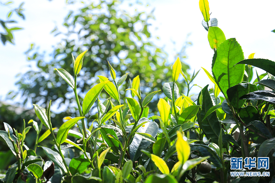 一起来找“茶”