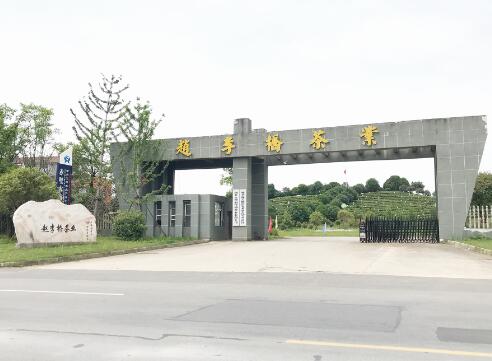 绿树生“金叶”赤壁茶产业链产值超百亿   多元创新助力赵李桥青砖茶再续辉煌