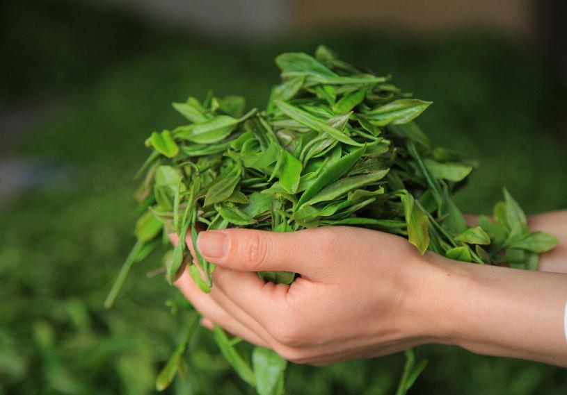 “五彩湘茶”突破千亿产值 省茶业集团销量全国第一