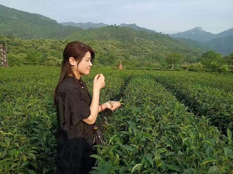 专家田头授“茶经”