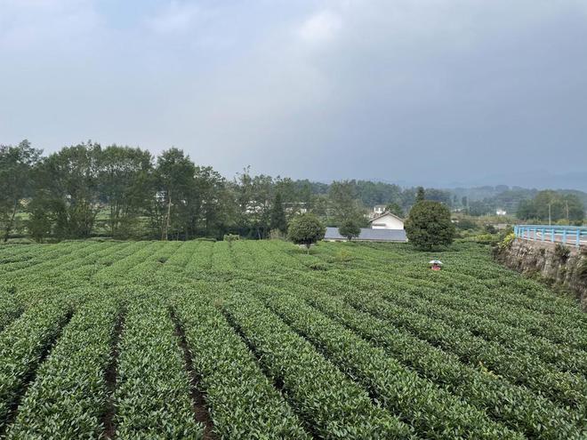 普安县积极探索发展模式力促茶企增效茶农增收