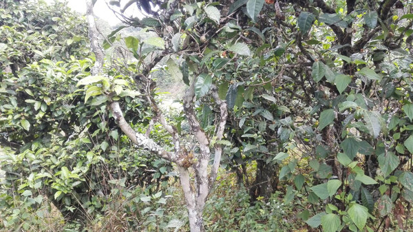 云南农垦集团江城茶业有限公司：春茶飘香助力乡村振兴