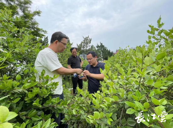 湖北首次使用SSR分子标记技术！给全省油茶产业加油！