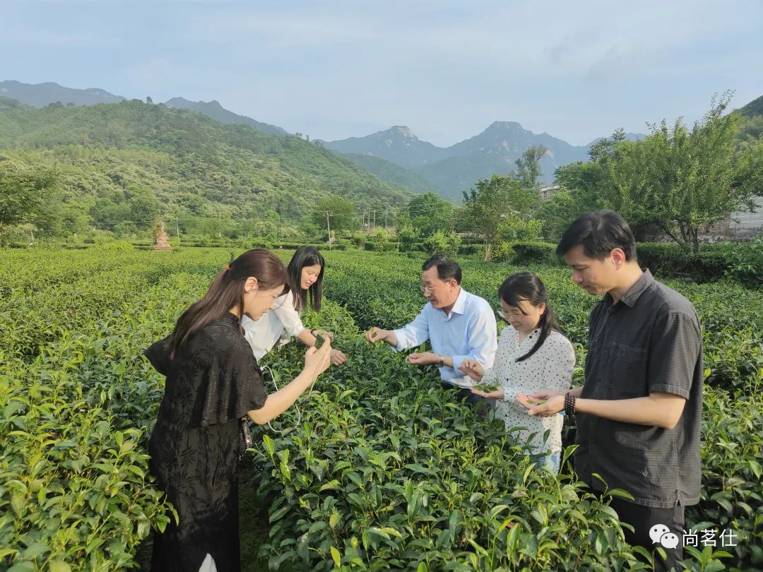 革命老区唱绿色茶歌 茶产业主题歌《茶香大悟》发布
