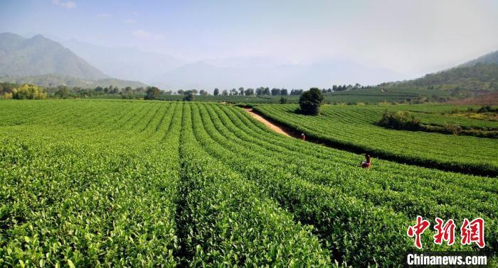 台湾茶农入闽种茶20余年：很幸运