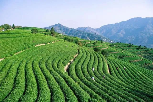 做不大的地方名茶如何突围？看看这里是怎么做的！