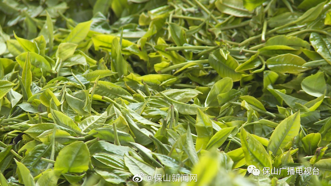 腾冲市高黎贡山生态茶业有限责任公司入驻新华网“溯源中国 可信品牌”