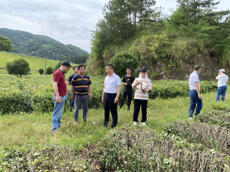 英山县农业农村局邀请中茶所和省果茶所专家助力英山茶叶品质提升