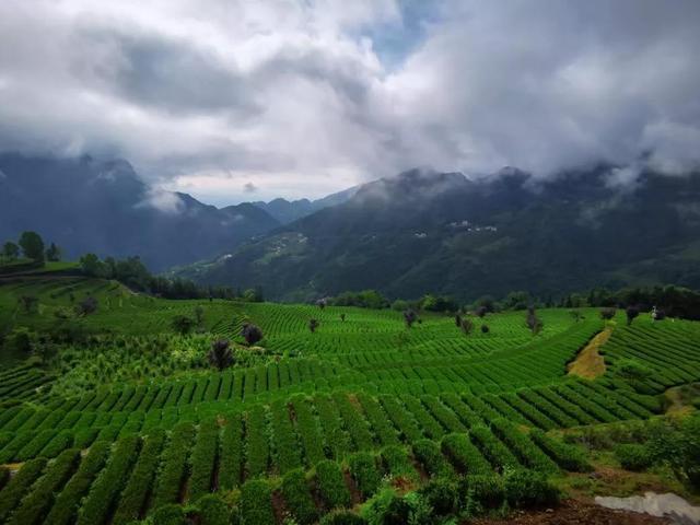 为企业解忧，为茶农排优，楚商助力恩施农产品出山