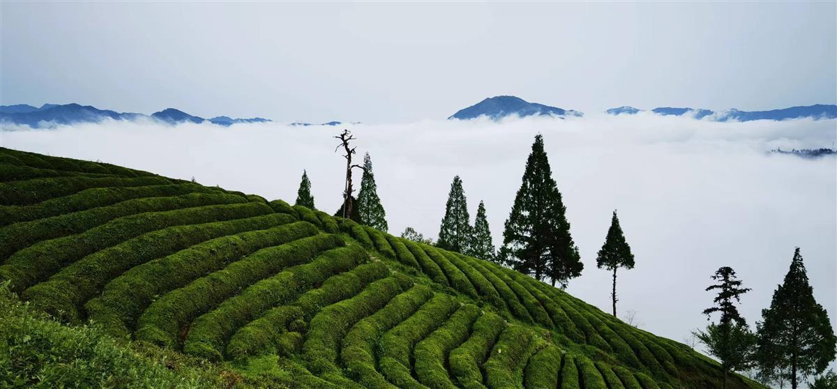 高铁开进大荆山，将源自上世纪60年代的“世外茶源”融入繁华