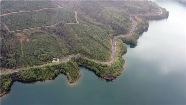 贵州银行 黔地好茶凭“贵”力 都匀毛尖美名扬